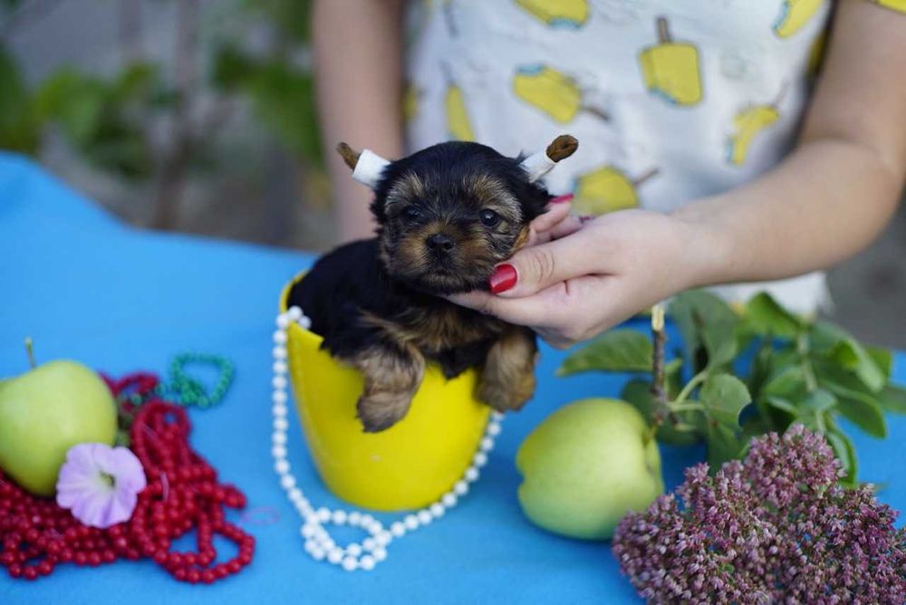 Цукерочка в кишені — йорик-дюймовочка, вага до 1,5 кг!