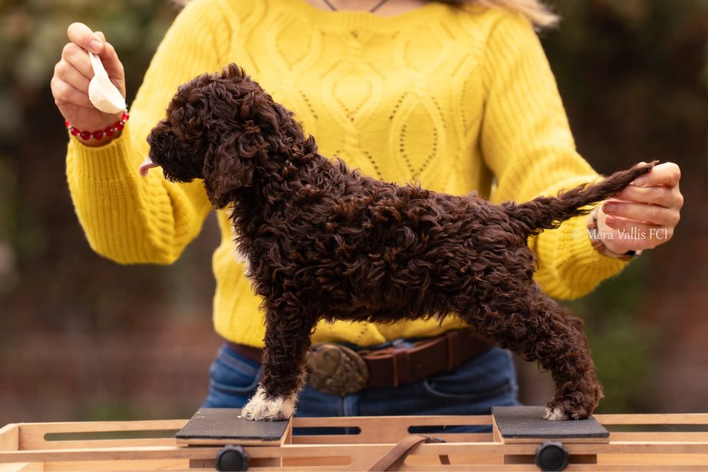 Lagotto romagnolo brązowa suczka