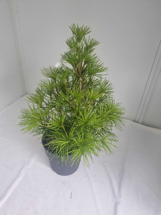 Sośnica Japońska – Rzadkie Drzewko Iglaste, Wys. 90 cm, Doniczka 7L
