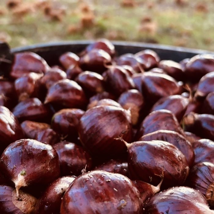 Vendo castanhas transmontanas