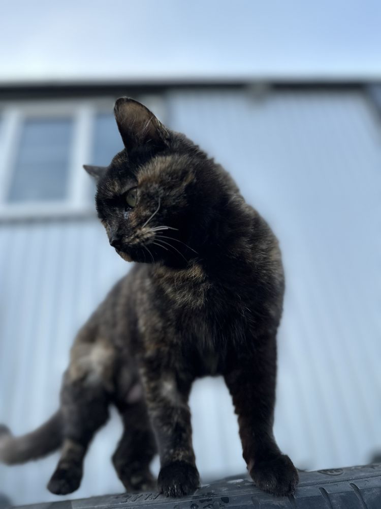 Стерилізована Триколірна кішка кошеня 7 місяців