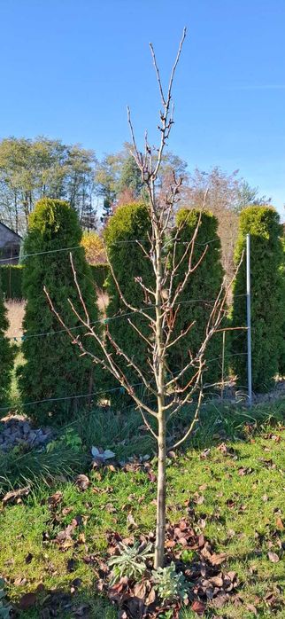 Drzewko ozdobne wiśnia japońska, magnolia i grusza