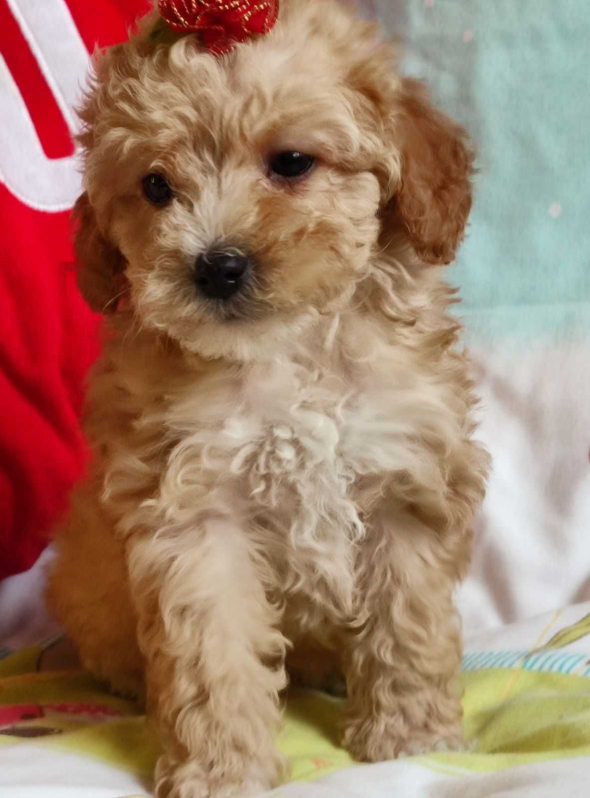 Maltipoo suczka szczenie