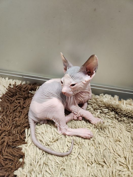 Котята Донский сфинкс