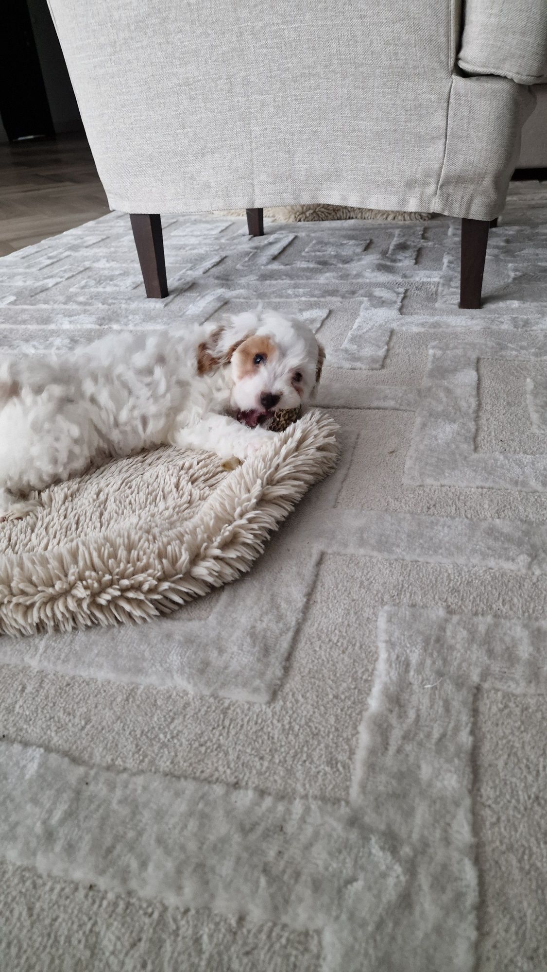 Maltipoo  piesek