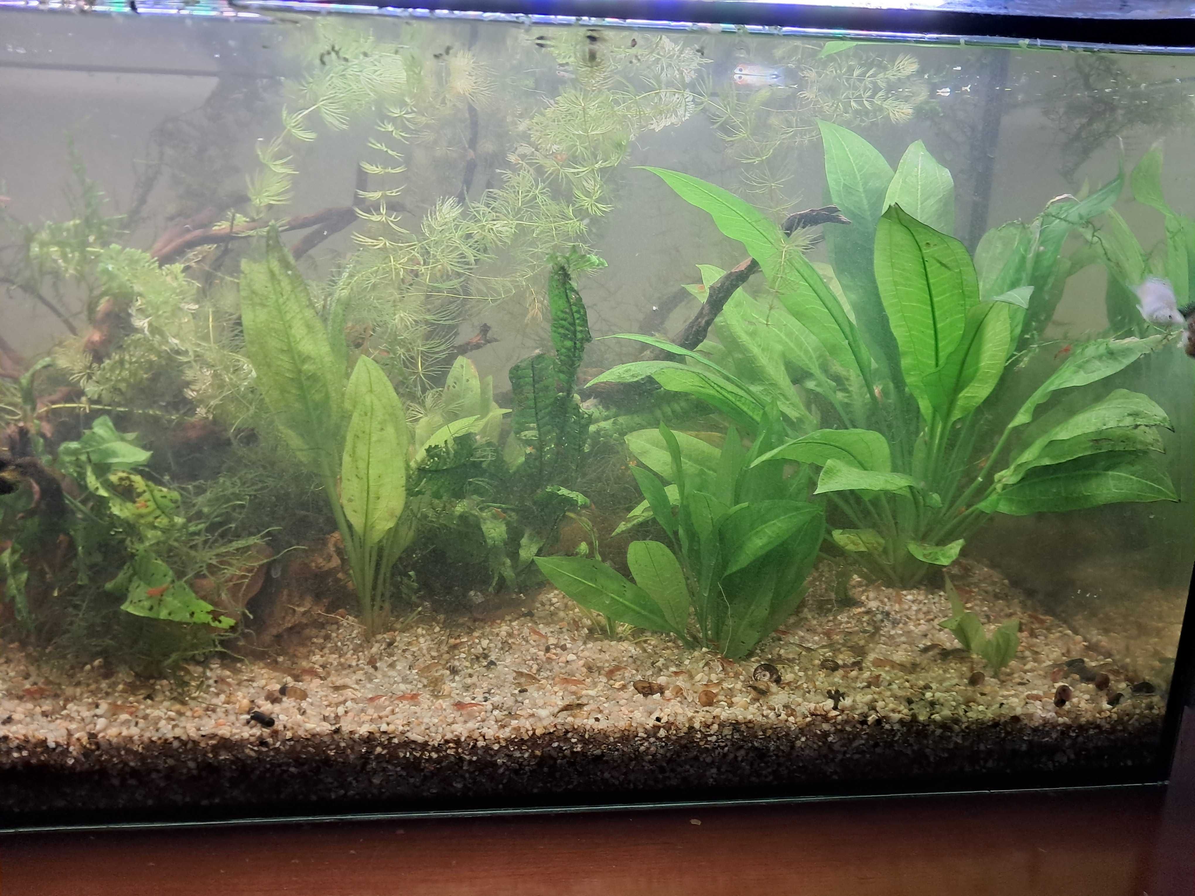 Planta Echinodorus 2