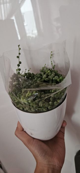 Senecio rowleyanus variegata doniczka