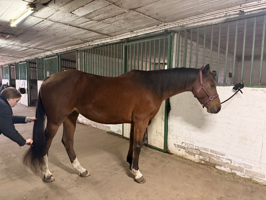 Klacz PKS 10 lat po First Fighter ex Forest Gump