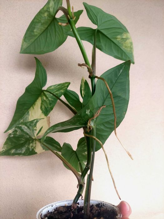 Planta Syngonium aurea