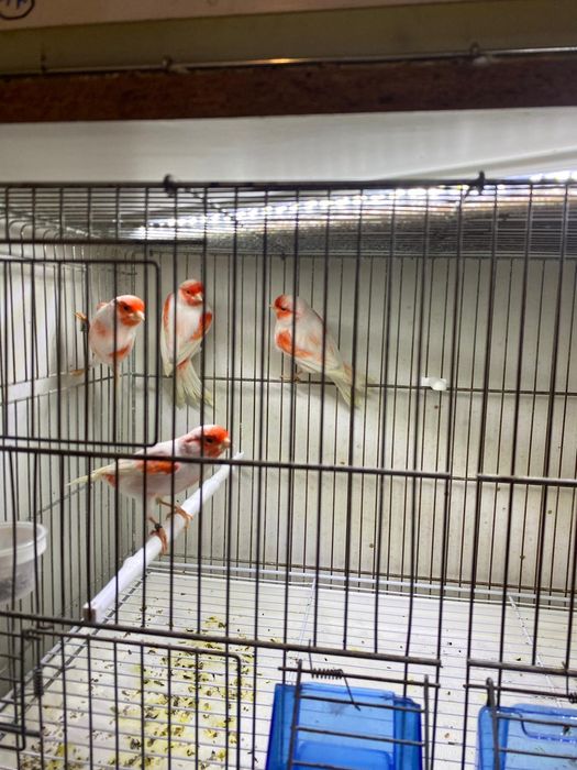 Kanarki mozaika czerwona