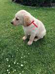 Labrador Retriever szczeniak maści biszkoptowej