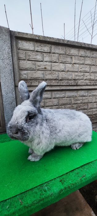 Królik Wielki Jasnosrebrzysty. WJS Samiec.