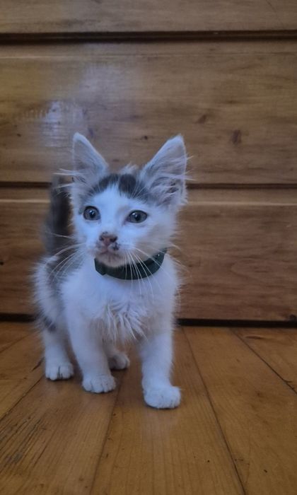 Віддам в хороші руки . Хлопчик.