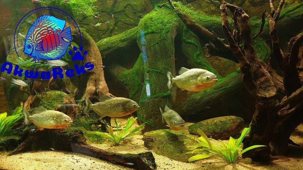 Aponogeton Ulvaceus - piękna roślina akwariowa - Sklep AKWAREKS