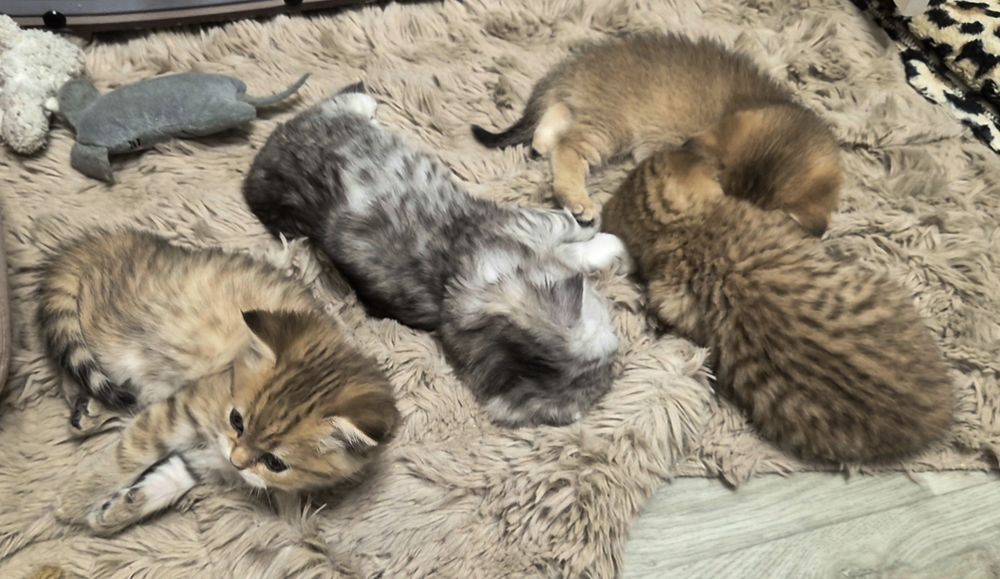 Шотландские прямоухие и вислоухие котята, мальчик и девочки