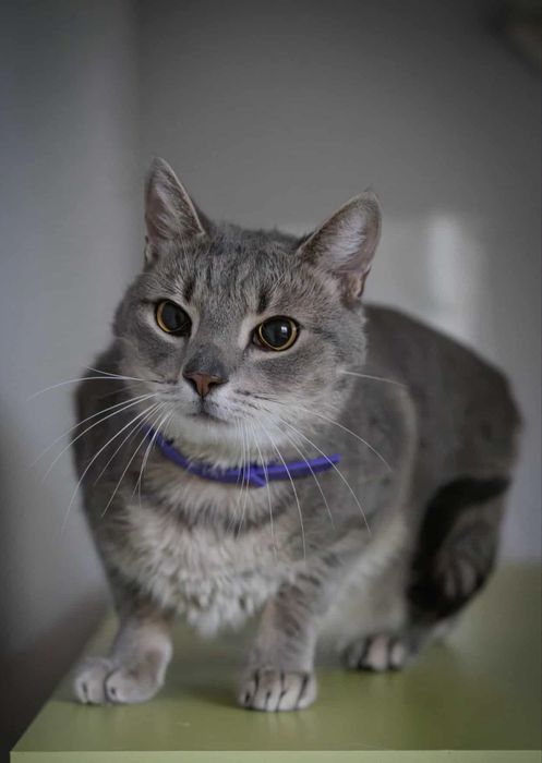 Milusiński kotek szuka domu