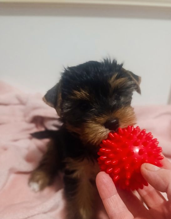 Міні кукольна дівчинка йорка