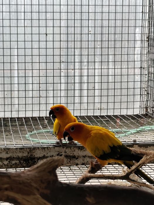 Aratingas sol ( boa marcação)