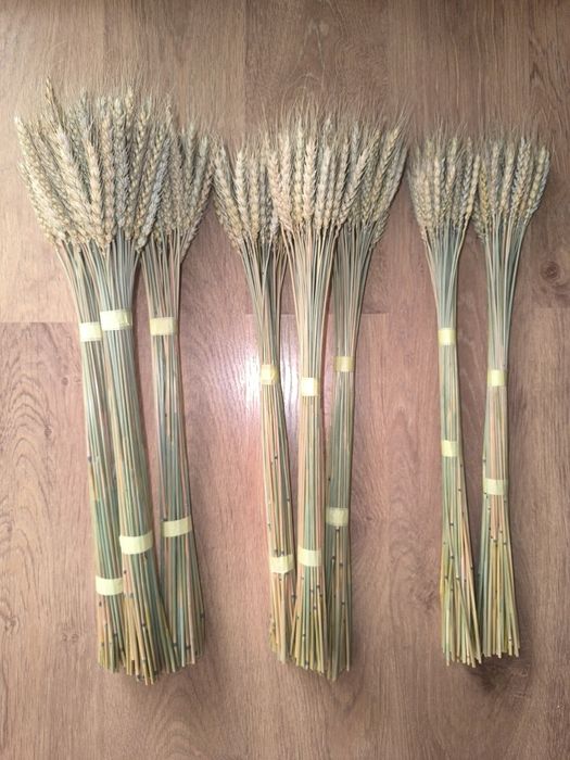 Льон колоски пшениці жита сухоцвіти для декору