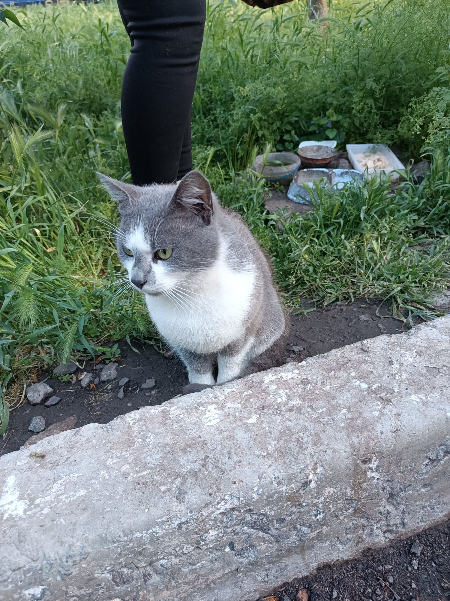 Кошеня шукає родину