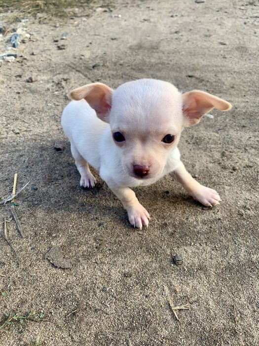 Яскраві Той-тер'єри