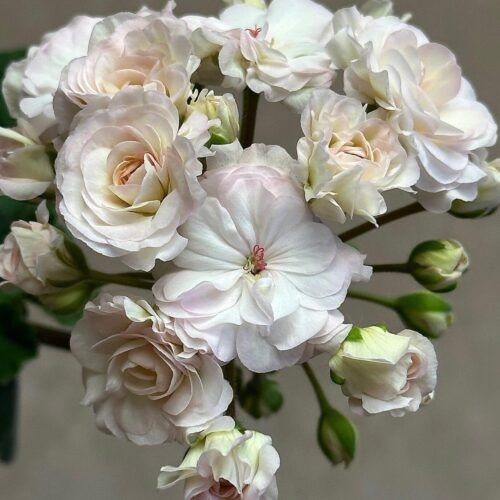 Пеларгонія сортова Ерік,DiaZ,Bonas,ТА,МальТа,Шовк,ТС,ЮВ,ІВ,А,СіМ