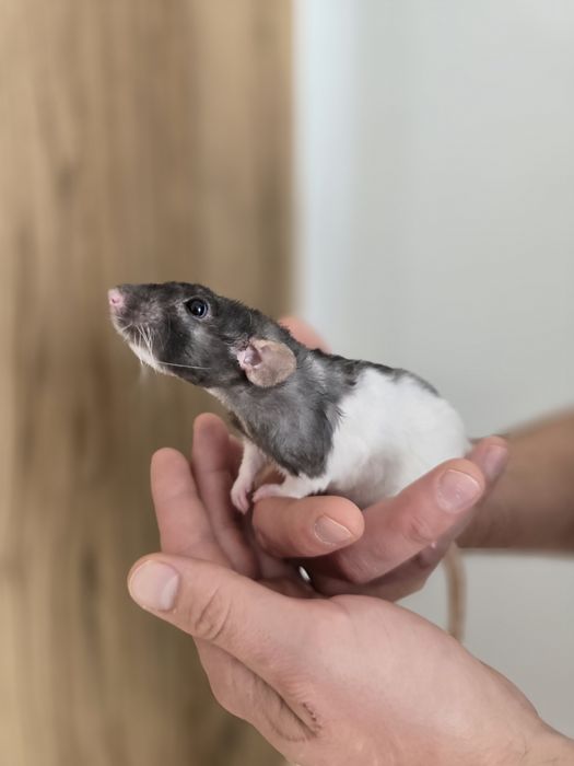 Oddam szczurki szczury dumbo 8 miesięcy w dobre ręce