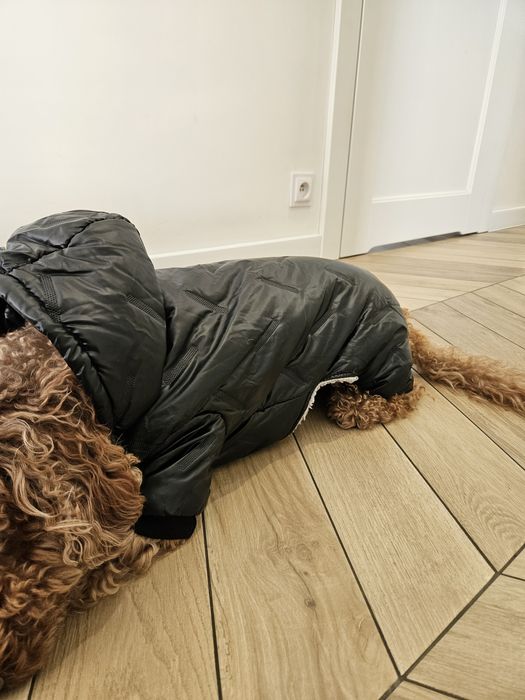 Kombinezon dla psa / zimowy / wodoodporny / york pudel maltańczyk