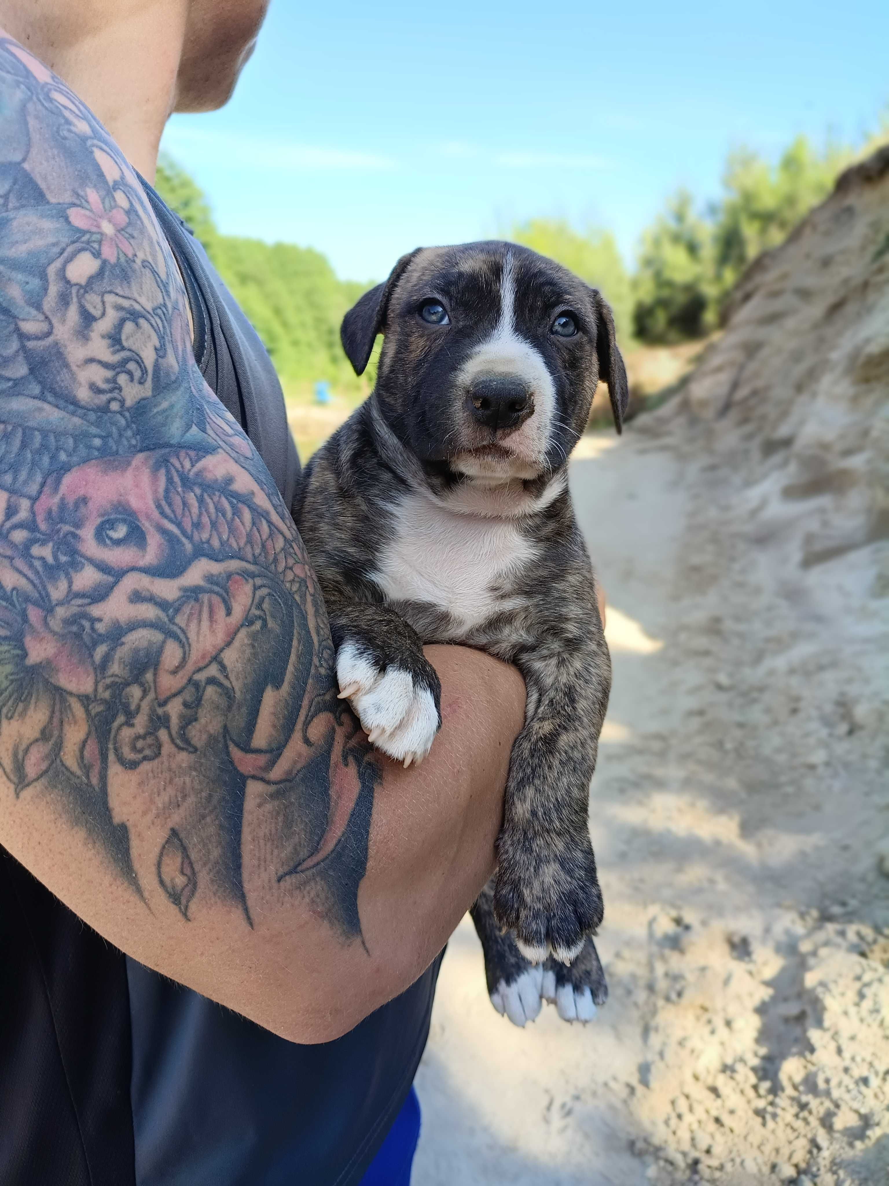 Amstaff samiec pręgowany ostatni