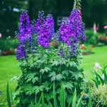 Ostróżka ogrodowa (Delphinium x cultorum), nasiona  0,5 g