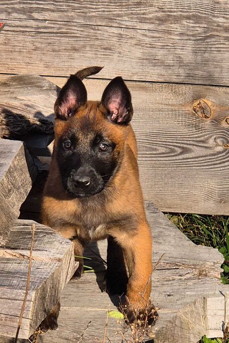Owczarek belgijski malinois 8 tyg FCI rodowód
