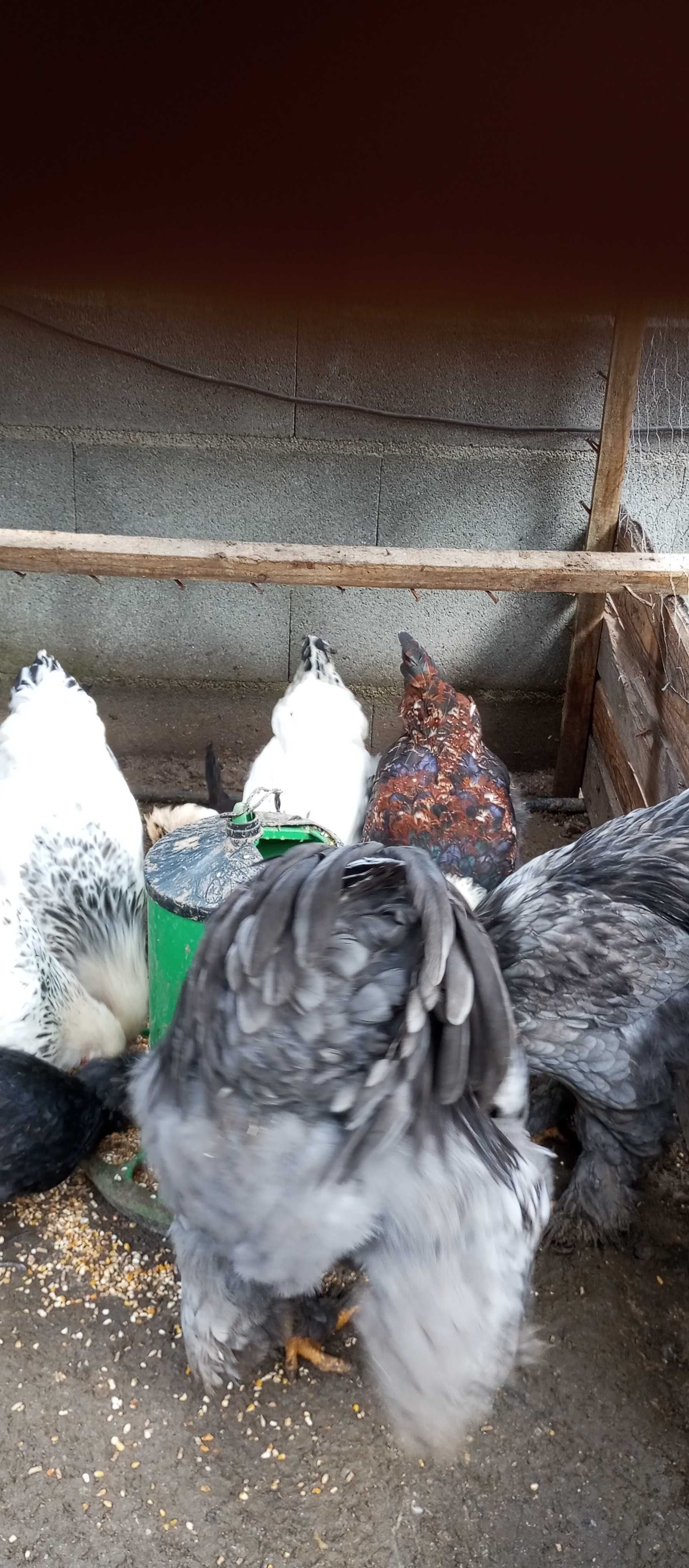 Vendo galinhas de raça