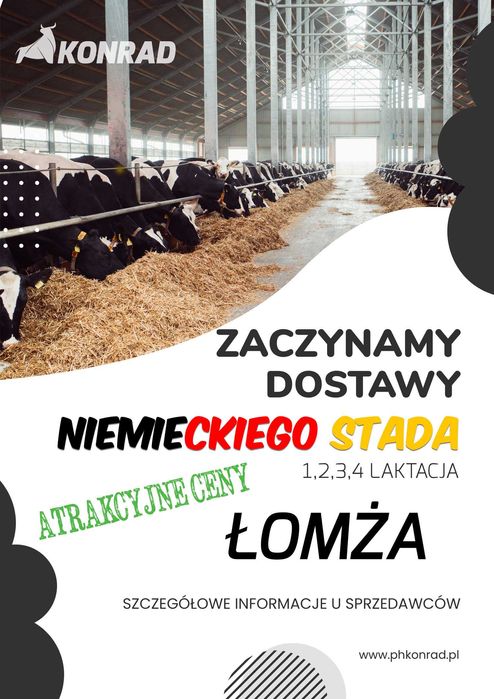 Sprzedaż krów z dużego niemieckiego stada. Atrakcyjna oferta