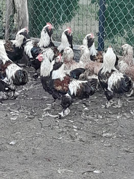 Sprzedam kury ozdobne
