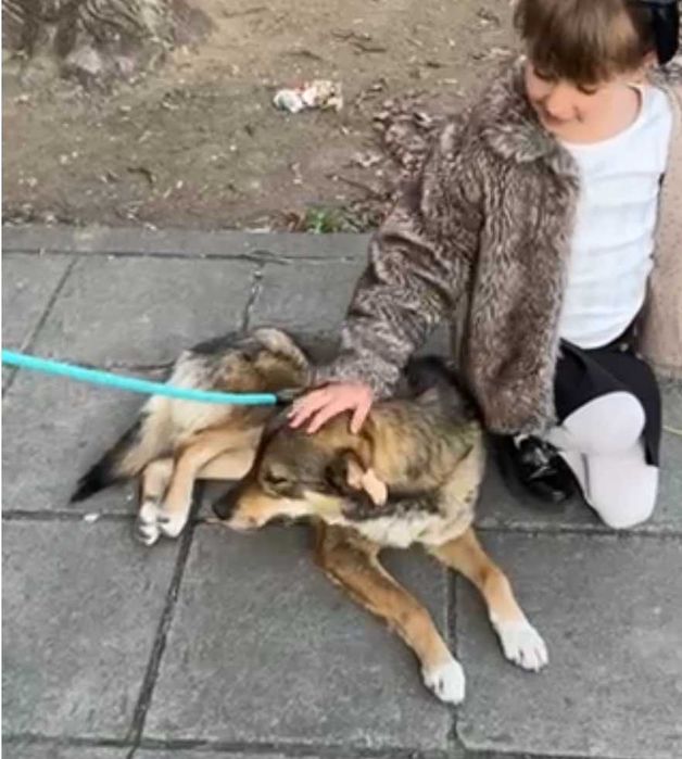 RINO poczciwy, łagodny pies. Uratowany w Bułgarii