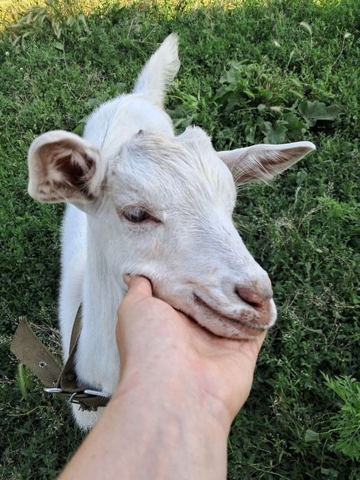 Кози високоудойні