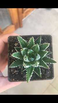 Haworthia fasciata