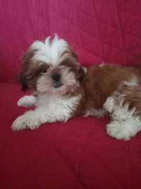 Shih Tzu z rodowodem