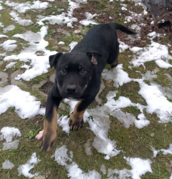 Szczeniak owczarek niemiecki /pitbull szuka domu