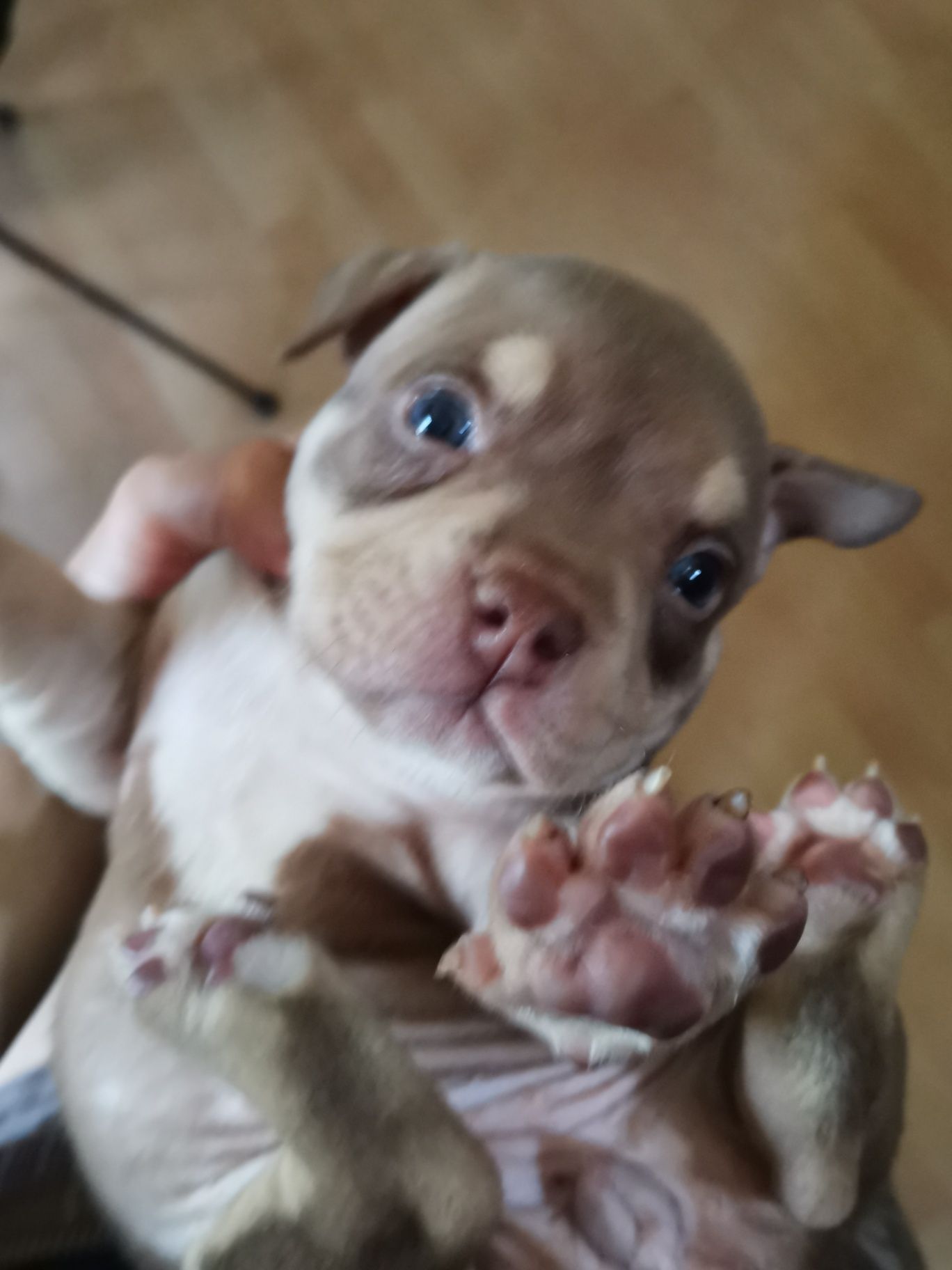 American Bully suczka czekoladowa