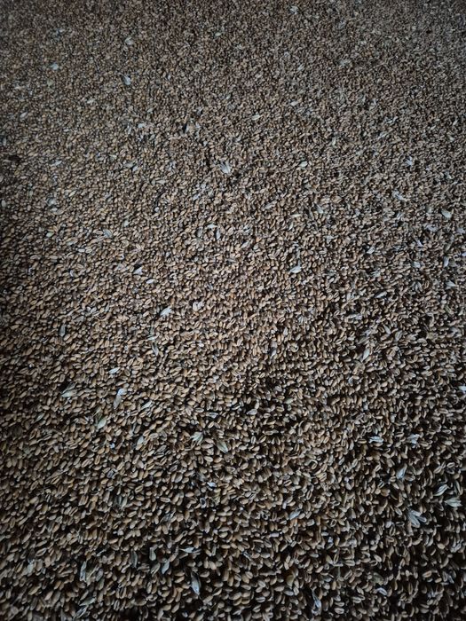 Продам пшеницю 2025р.