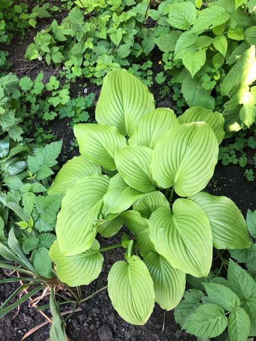 Хости, білі та фіолетові