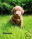 Labrador Retriever czekoladowy piesek rodowód