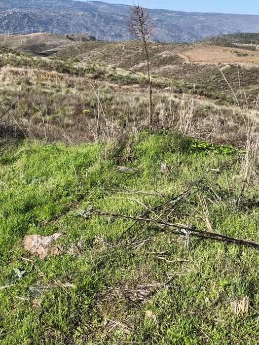 Terreno rústico em Moncorvo
