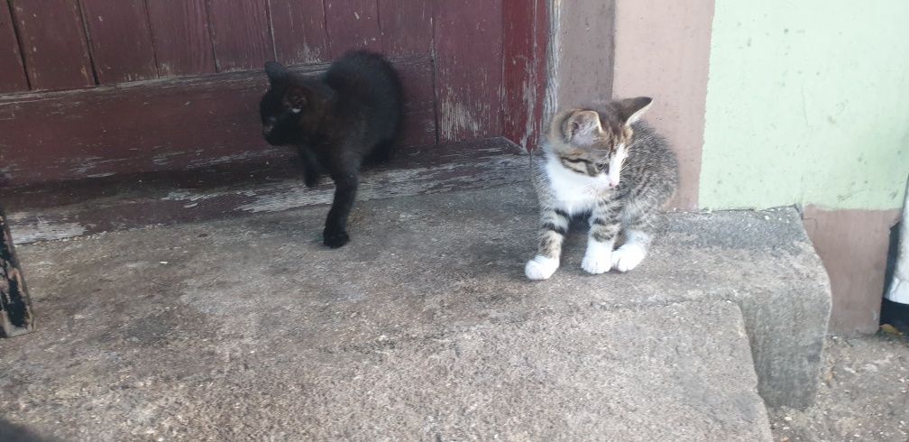 Oddak kotki koty