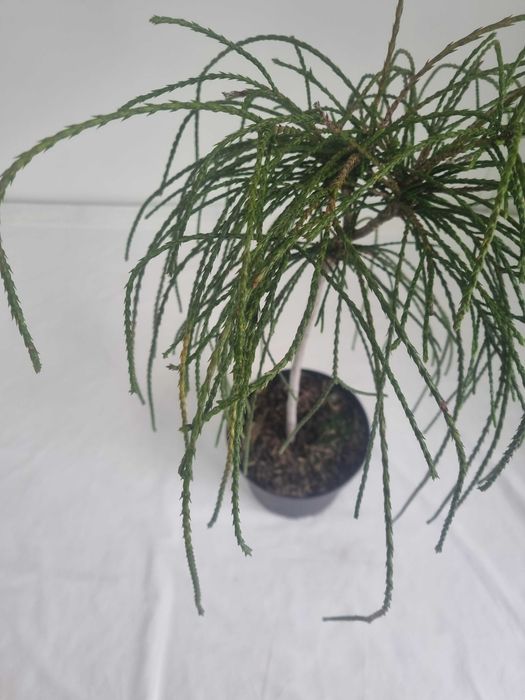 Thuja Whipcord – Karłowa Żywotnik, Wys. 80 cm, Doniczka 5L