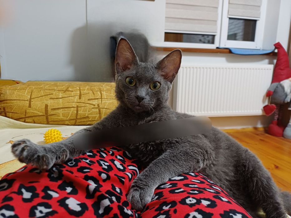 Девон Рекс хлопчик терміново у зв'язку із переїздом.