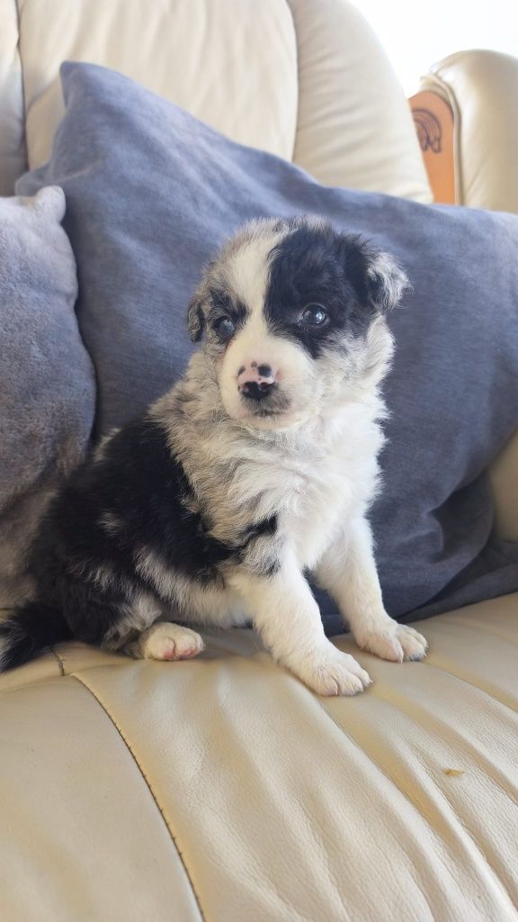 Border Collie Blue Merle fêmea