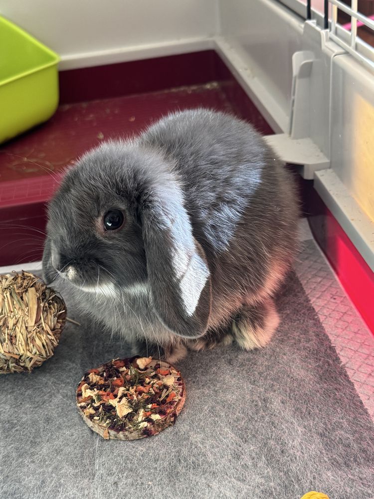 PILNIE Sprzedam młodego Króliczka Mini LOP z kompletnym wyposażeniem