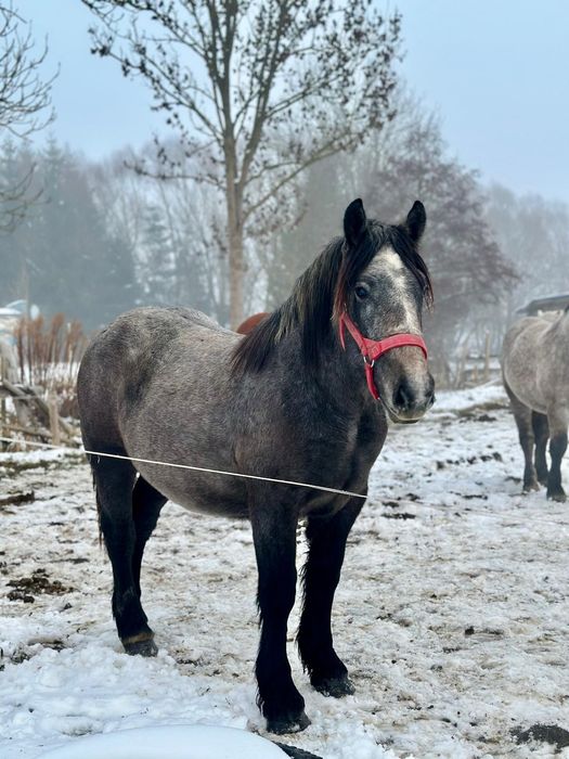 Wałach zminokrwisty